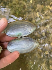 Utterbackia imbecillis