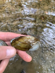 Utterbackia imbecillis