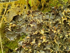 Peltigera neckeri
