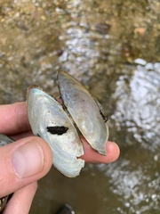Utterbackia imbecillis