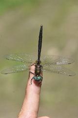 Somatochlora semicircularis
