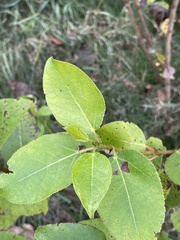 Populus balsamifera