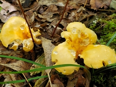 Russula earlei