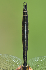 Somatochlora semicircularis