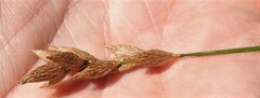 Carex scoparia