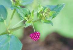 Boerhavia coccinea