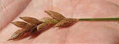 Carex scoparia