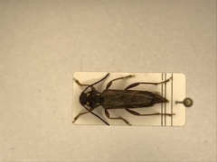 Xylotrechus quadrimaculatus