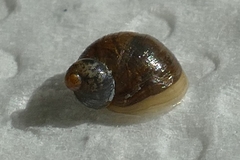 Succinella oblonga
