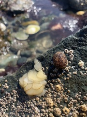 Onchidoris bilamellata
