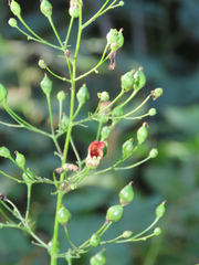 Scrophularia marilandica