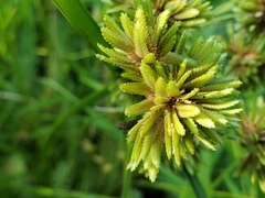 Cyperus eragrostis