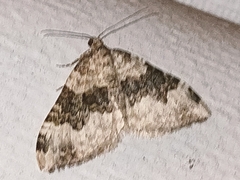 Epirrhoe galiata