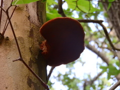 Inonotus hispidus