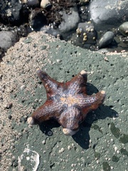 Dermasterias imbricata