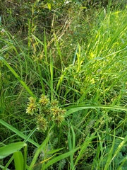 Cyperus eragrostis