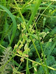 Hypericum mutilum mutilum