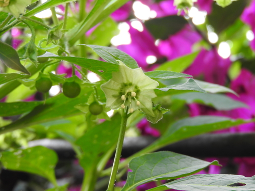Image of Jaltomata procumbens by (c) Oscar Alejandro Morales Juárez, some rights reserved (CC BY-SA)