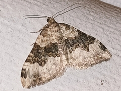 Epirrhoe galiata