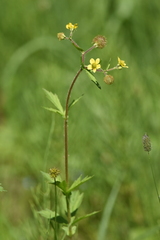Geum macrophyllum