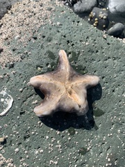 Dermasterias imbricata