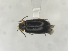 Exneria ruficollis