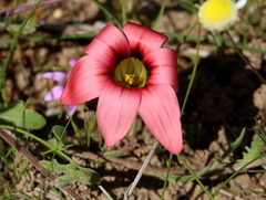 Romulea eximia