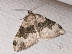 Epirrhoe galiata