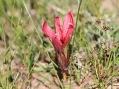 Romulea eximia