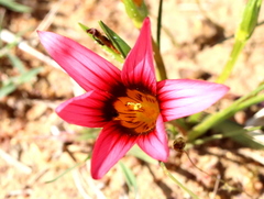 Romulea eximia