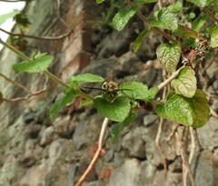 Xanthocampsomeris completa