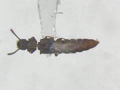 Thoracophorus costalis