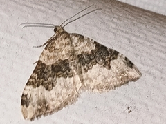 Epirrhoe galiata