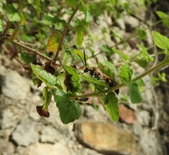 Xanthocampsomeris completa