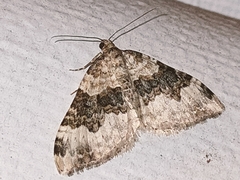 Epirrhoe galiata