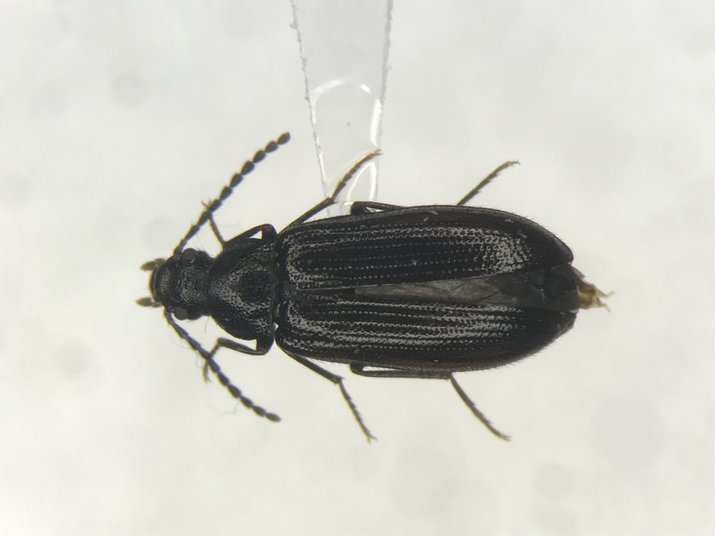 Mycetochara foveata
