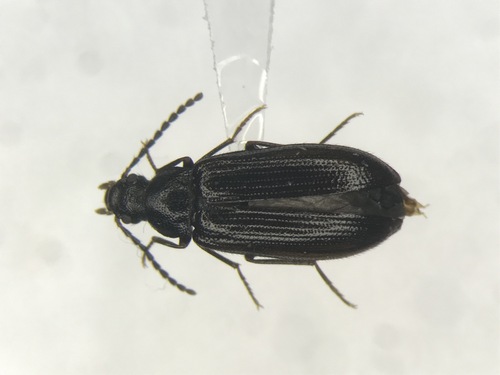 Mycetochara foveata