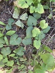Asarum caudatum
