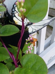 Pachodynerus erynnis