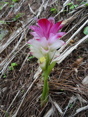 Curcuma longa