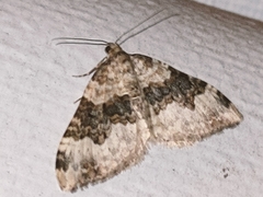 Epirrhoe galiata