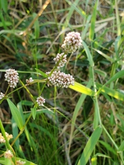 Persicaria maculosa