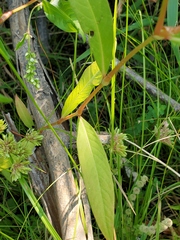 Persicaria maculosa