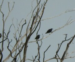 Sturnus vulgaris