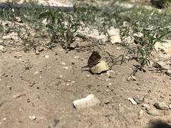 Libytheana carinenta
