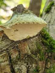 Rigidoporus populinus