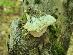 Rigidoporus populinus