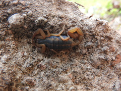 Centruroides ornatus