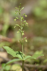 Neottia banksiana