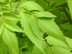 Liriomyza carphephori